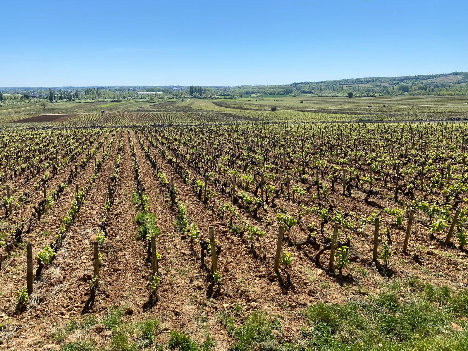 Weingut von Vincent Morey Weingut von Vincent Morey