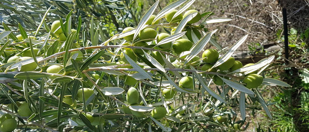 Oliven grün