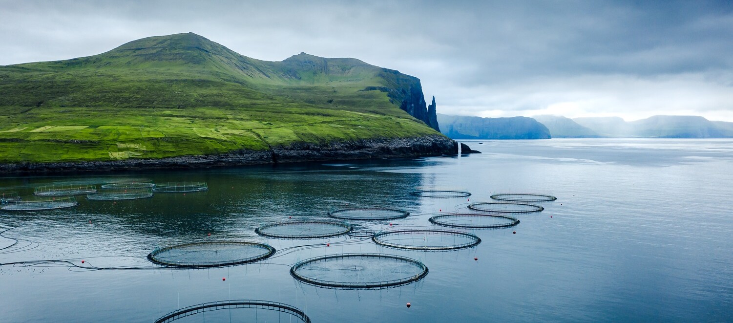 Runde Netze im Wasser vor einem grünen Hügel im Hintergrund.