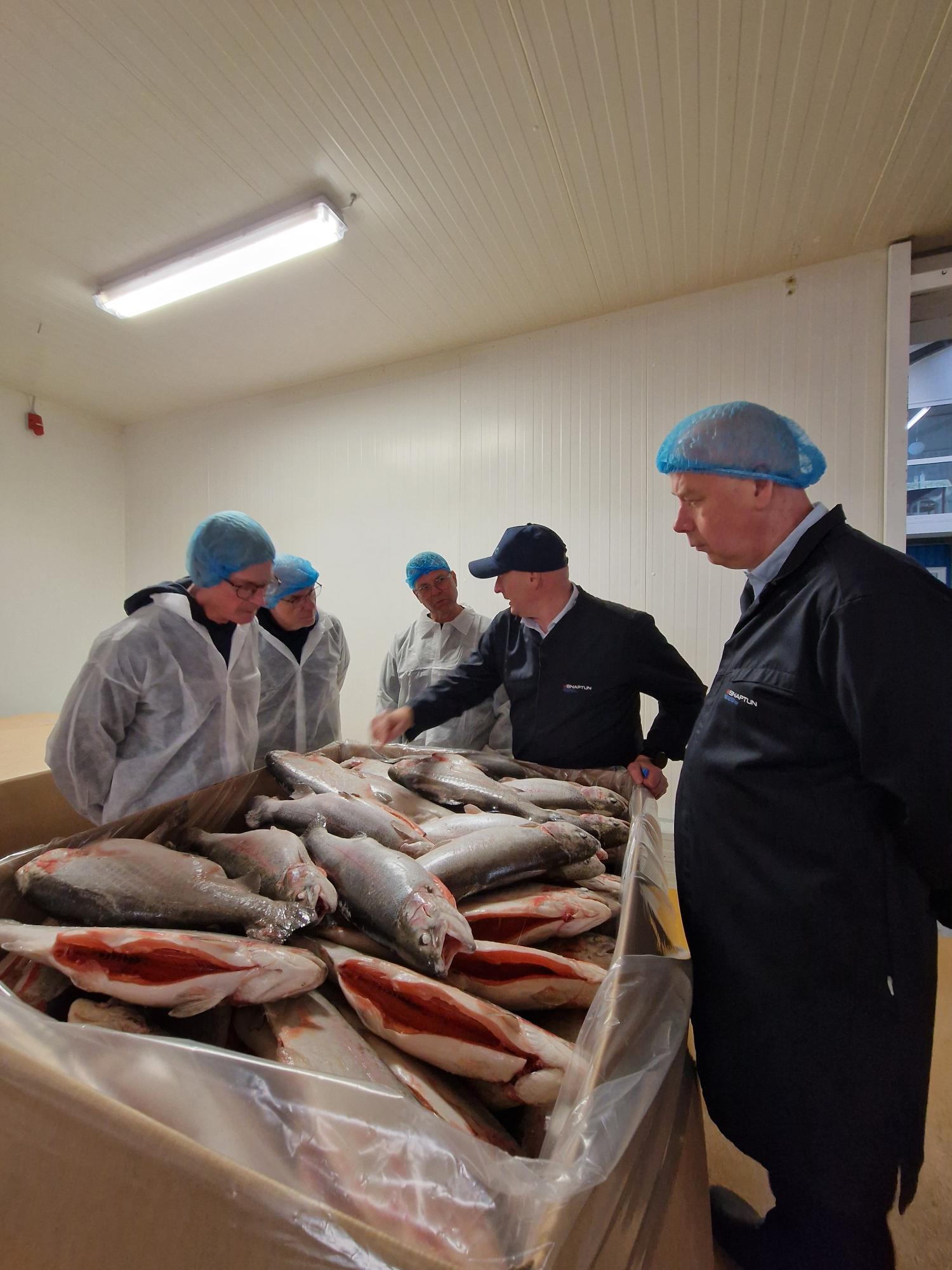 Vor Ort Besuch Mermaid Lachsforellen in Dänemark