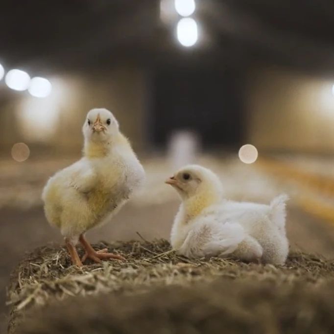 Hühnerkopf Hintergrund unscharf Hühnerkopf Hintergrund unscharf