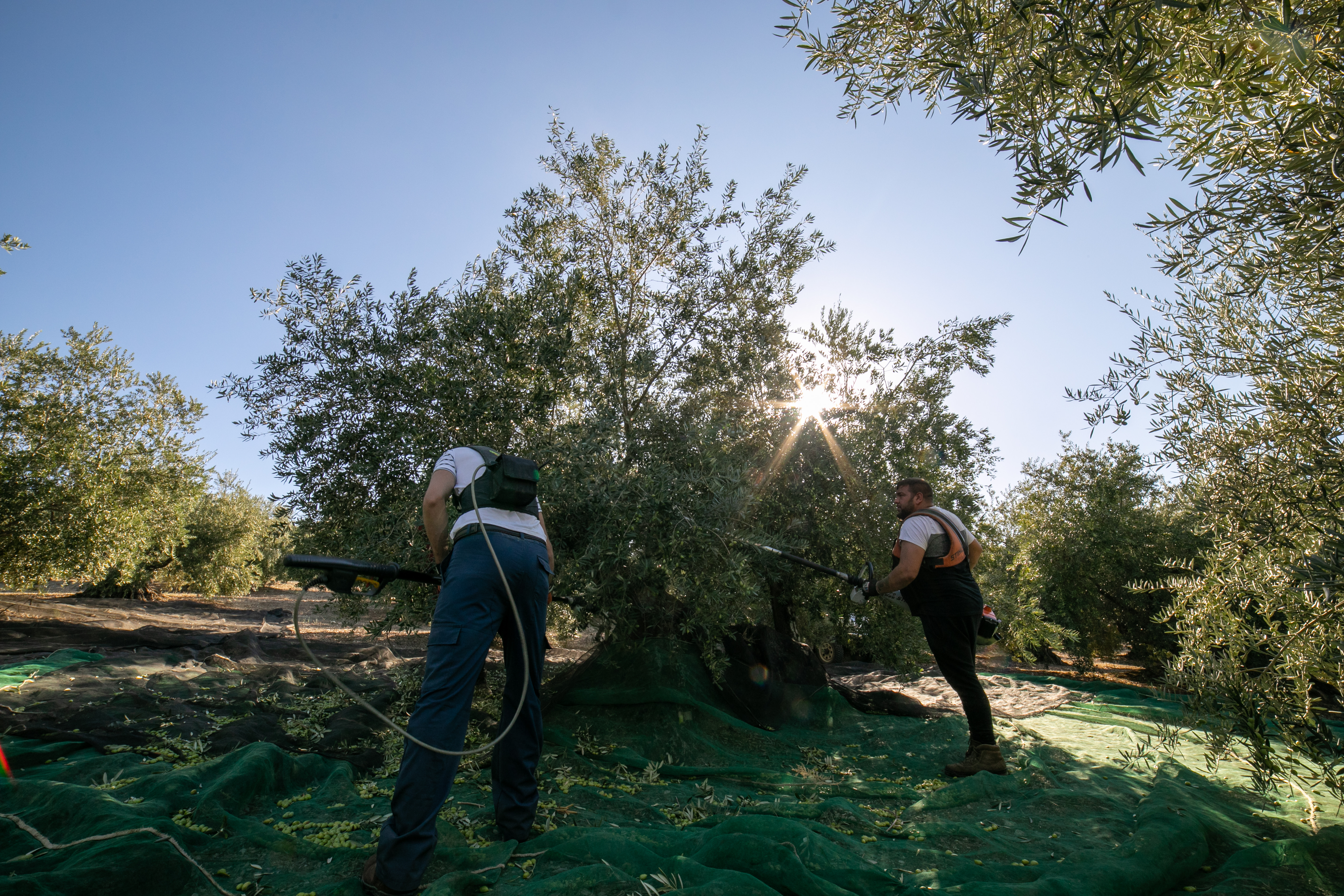 Arbeit auf der Olivenplantage