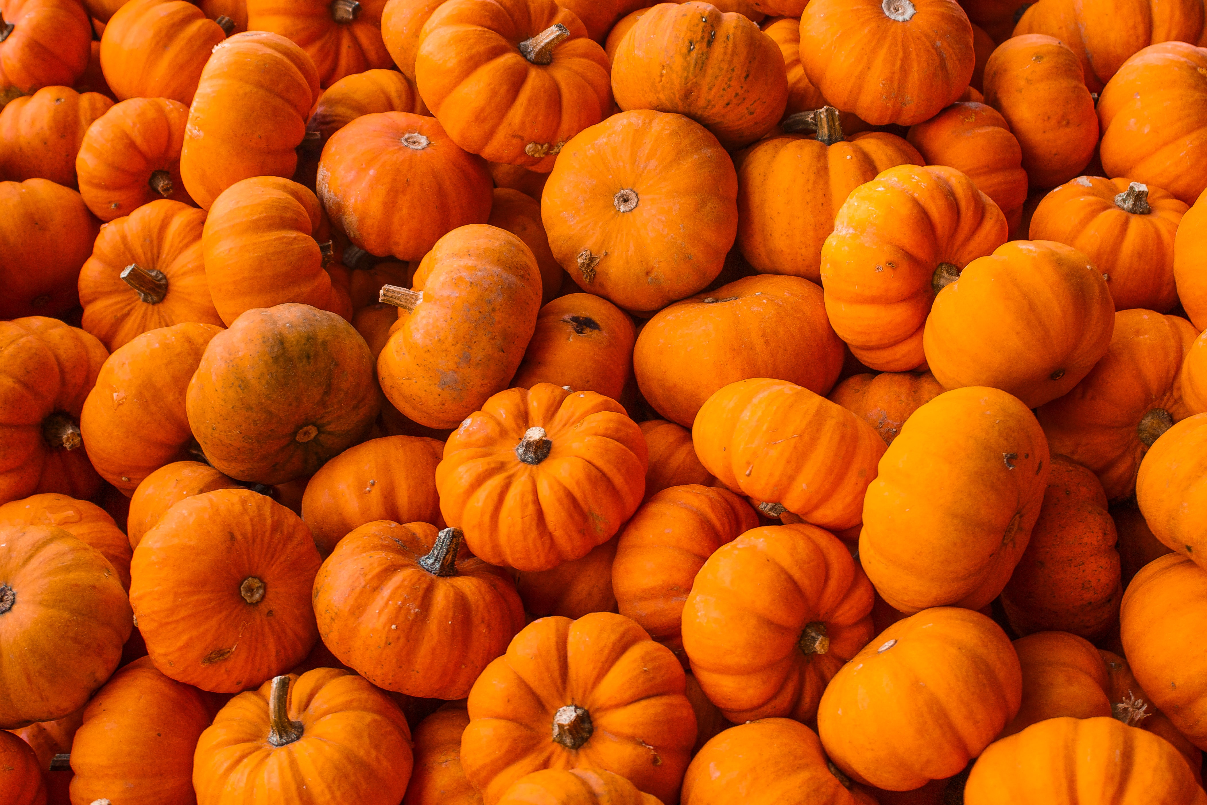In Amerika entstand die Laterne aus dem dort heimischen Kürbis Ein Haufen orangefarbener Kürbisse